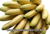 大香蕉之国产,大香蕉之国的繁荣与传奇